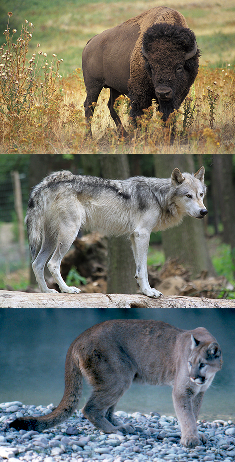 Three animals driven out of southern Illinois by Anglo-American settlers: American bison, the grey wolf, and the cougar.